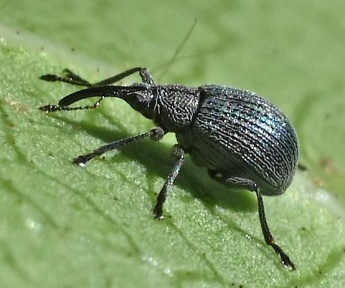 Réf. 351 874 : Apioninae inconnu